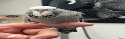 Budgerigars birds for sale: Budgies for sale  - Advert 13