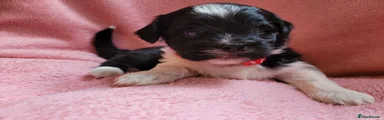 Lhasa Apso - Red Collar