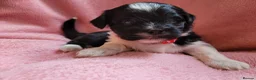 Lhasa Apso dogs for sale: Lhasa Apso — Ready to go! Beautiful Babies. - Advert 19