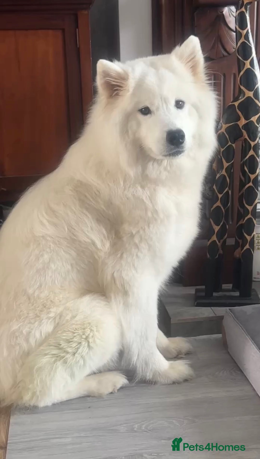 Samoyed dogs for sale: Samoyed Puppies — Ready to Reserve Now! - Image 5