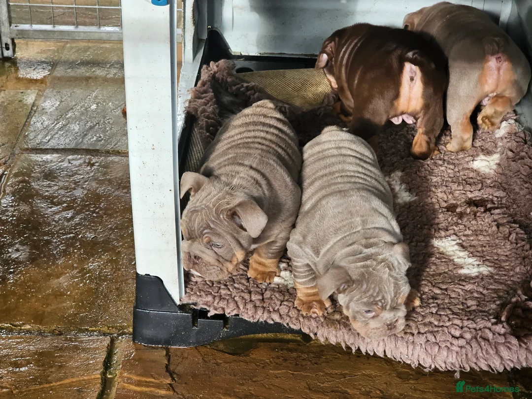 English Bulldog dogs for sale: English bulldog pups for sale - Advert 19