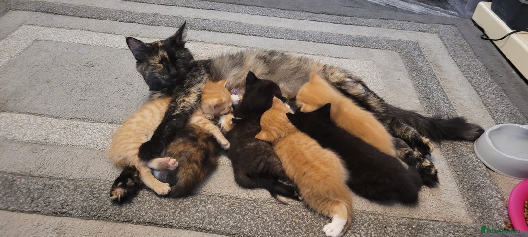 Mixed Breed cats for sale: Gorgeous kittens for sale 😍 💙 ❤️  - Image 2