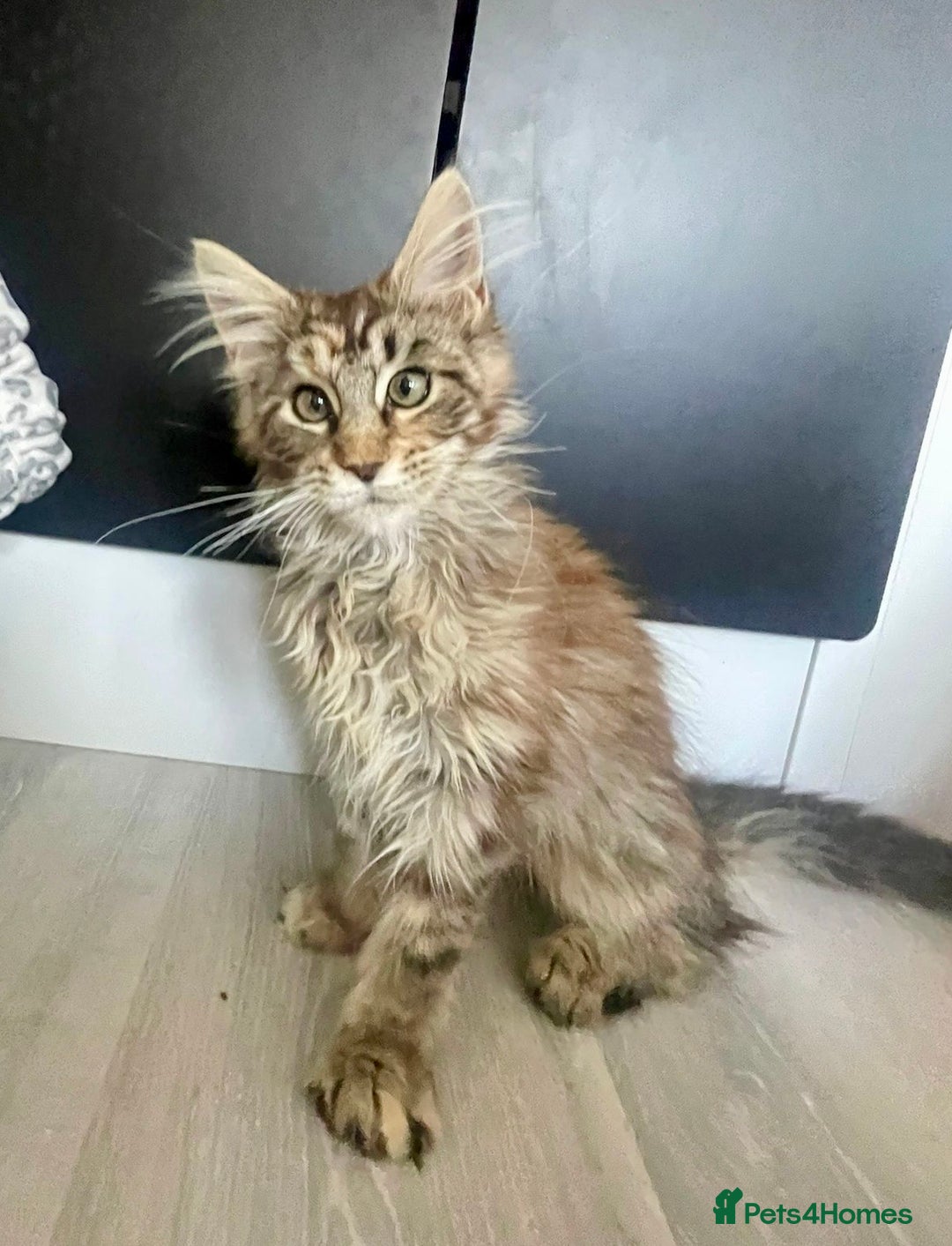 Maine Coon cats for sale: Pedigree Maine Coon kittens  - Image 6