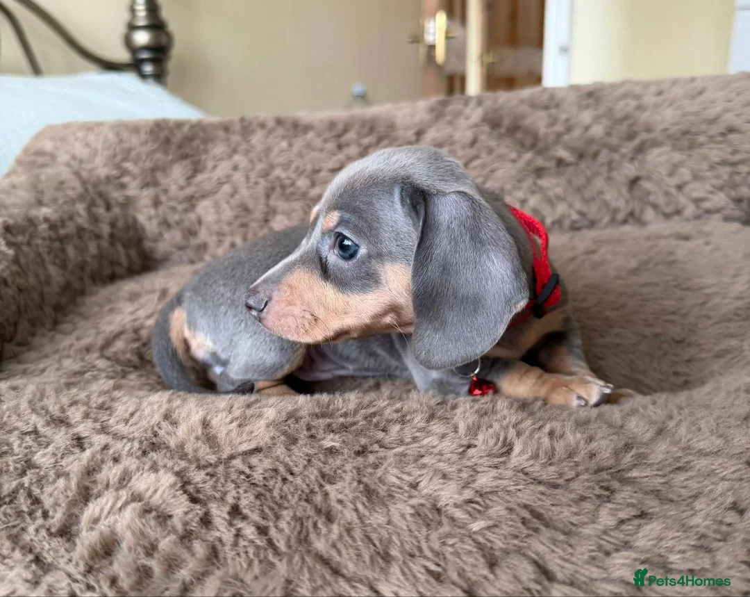 Miniature Dachshund dogs for sale: Purebreed Miniature Dachshund puppies. - Advert 2