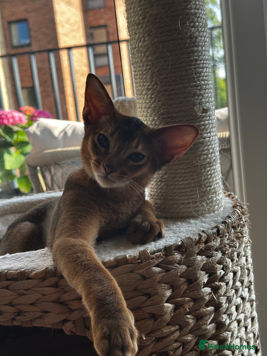Abyssinian cats for sale: Perfect Boy Ready to Go 😻💙 - Image 37