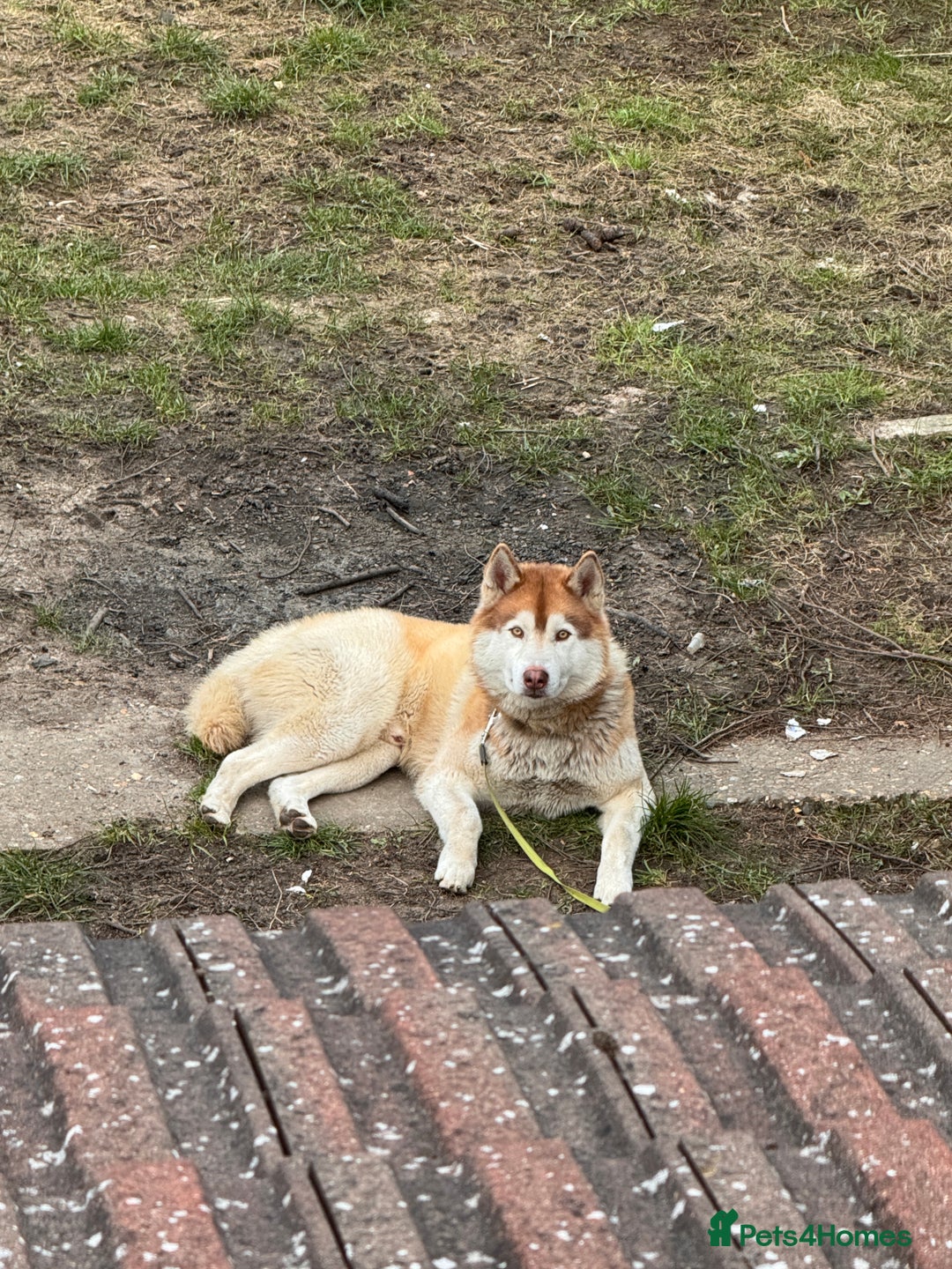 Siberian Husky dogs for sale: Boyka - Image 2