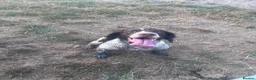 English Springer Spaniel dogs for sale: Barney  in Boston - Advert 2