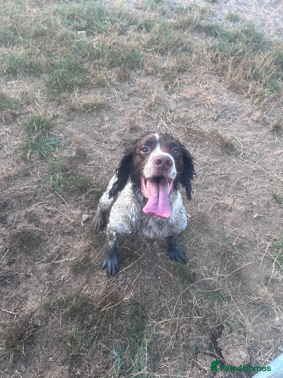 English Springer Spaniel dogs for sale: Barney  in Boston - Advert 2
