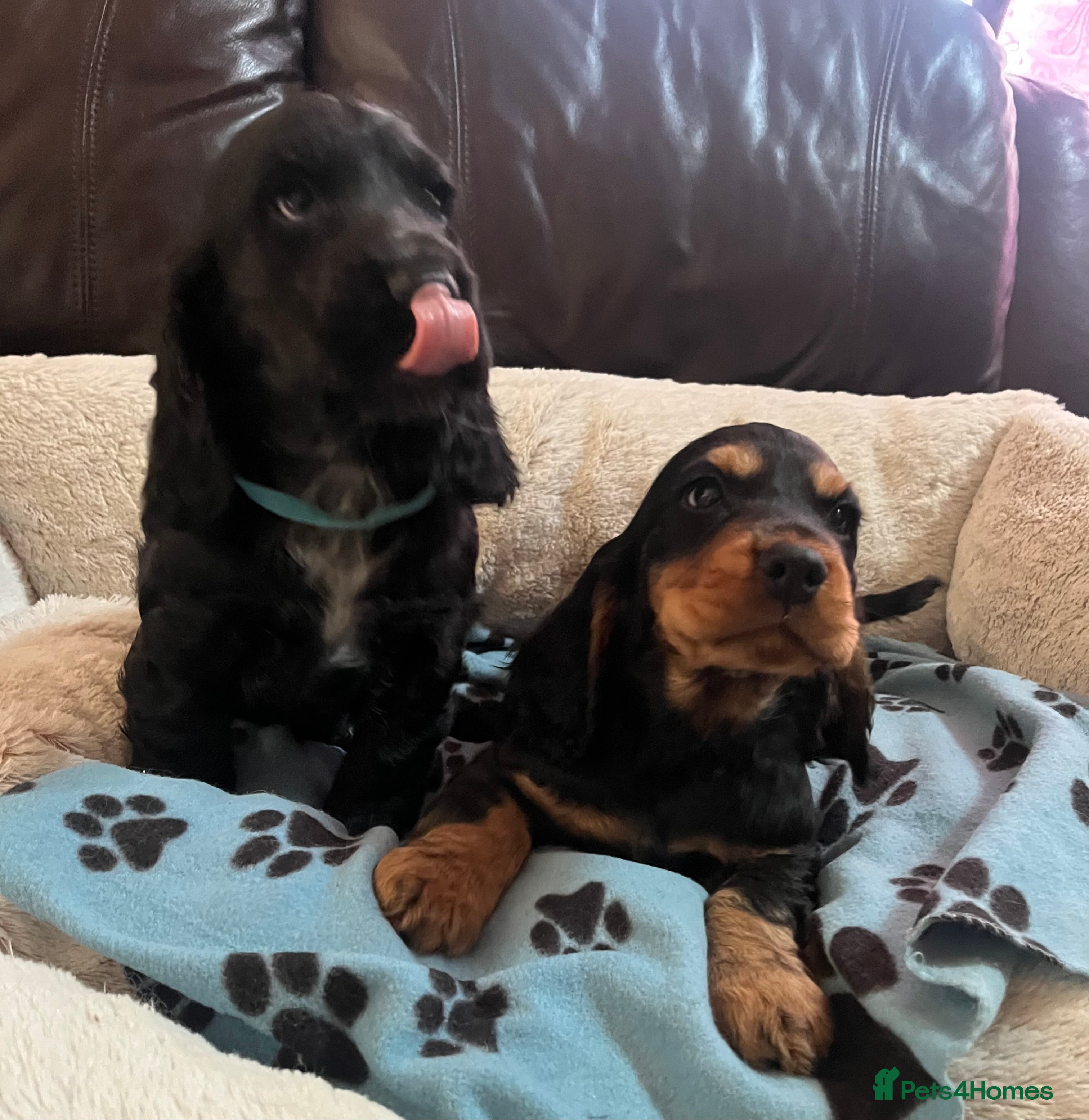 Cocker Spaniel dogs Stunning show type cocker spaniel puppies  - Advert 5