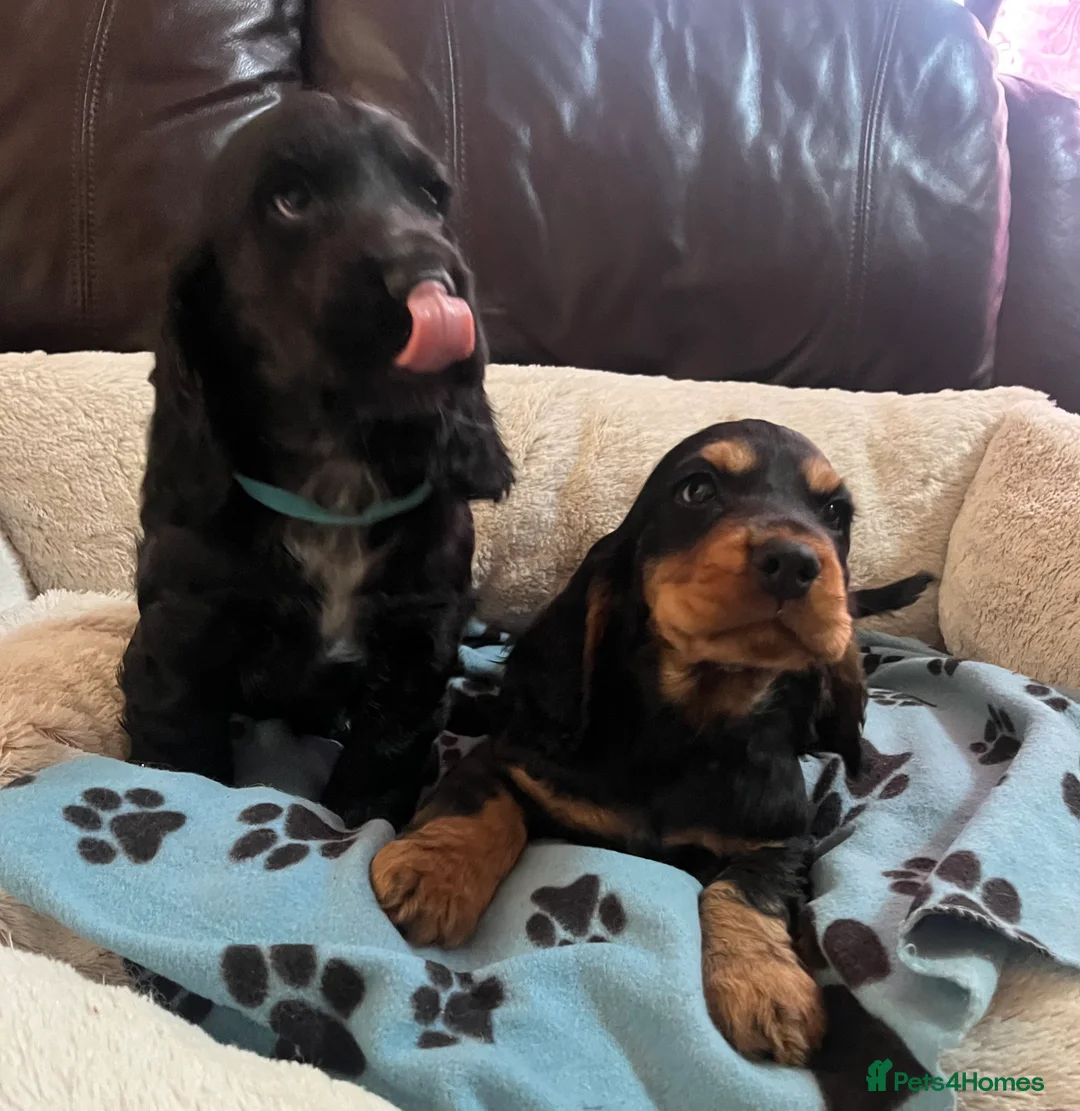 Cocker Spaniel dogs for sale: Stunning show type cocker spaniel puppies  - Advert 1