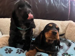 Cocker Spaniel dogs Stunning show type cocker spaniel puppies - Advert 5