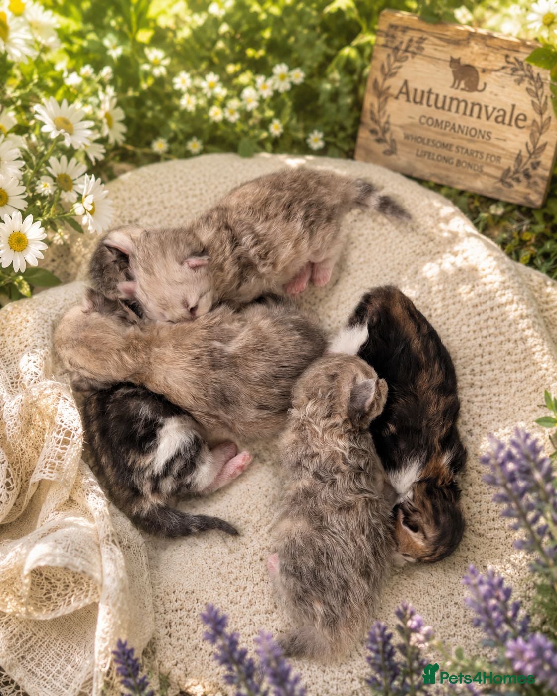 Siberian cats Ch. Sired Siberian Kittens - ready mid-September - Advert 1
