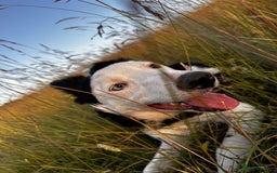 Border Collie dogs for sale: Atlas, beautiful border collie - Image 6