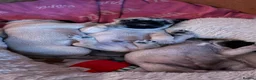 Pug dogs for sale: Stunning pug Puppies  - Advert 6