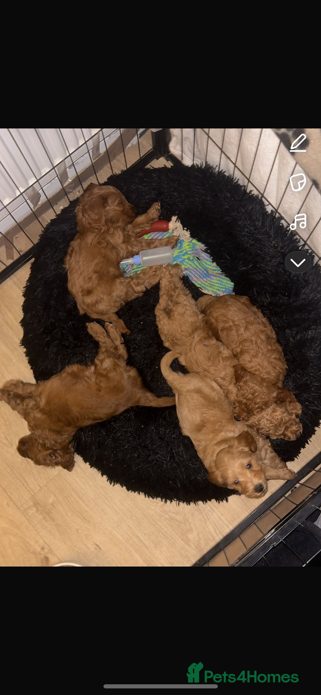 Cavapoo dogs for sale: Cavapoo puppies for sale - Image 1