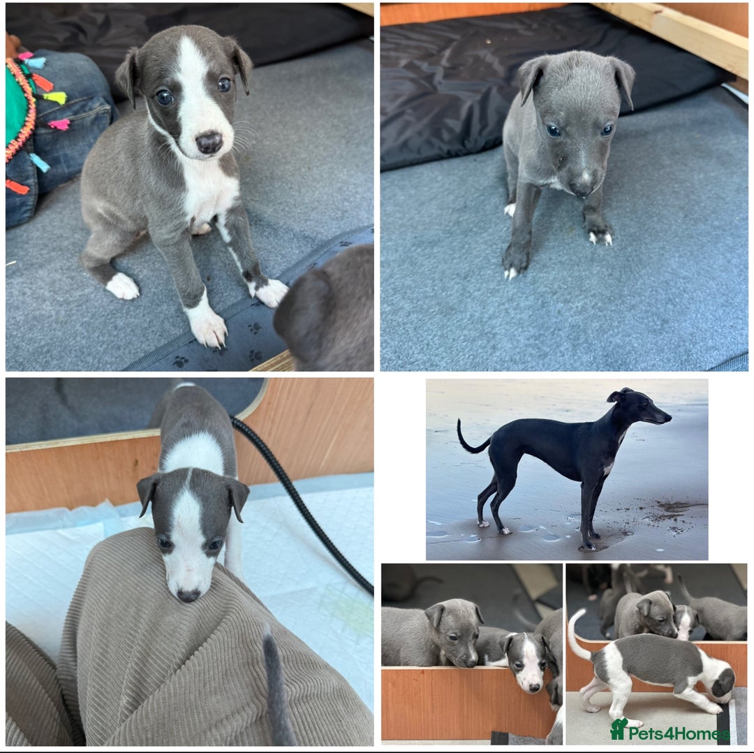 Whippet dogs for sale: Beautiful Blue whippet puppies  - Image 3