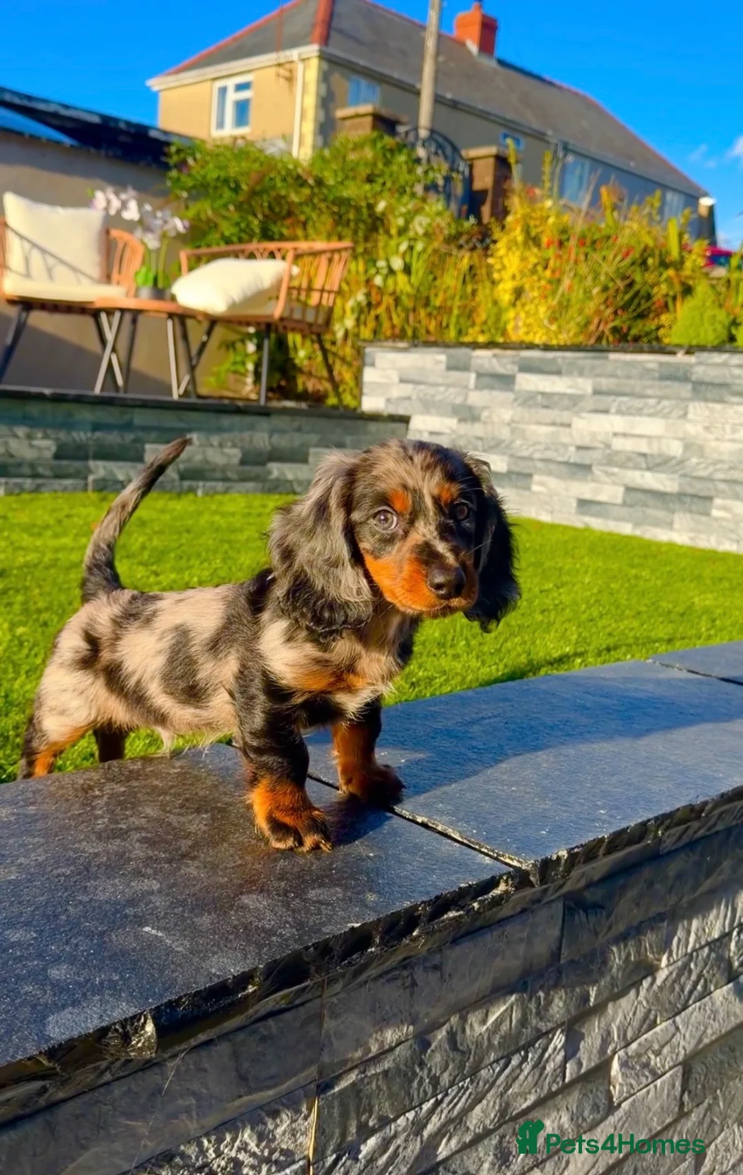 Dachshund dogs for sale: Long Haired Miniature Dachshund  in Neath - Advert 10