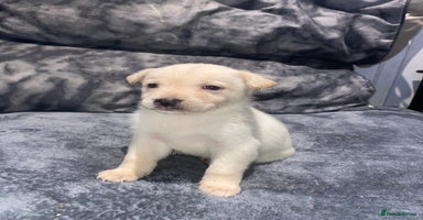 Mixed Breed dogs - Advert 6