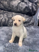 Mixed Breed dogs - Advert 6