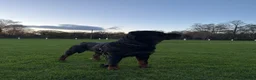 Rottweiler dogs for stud: Proven Rottweiler stud! - Advert 3