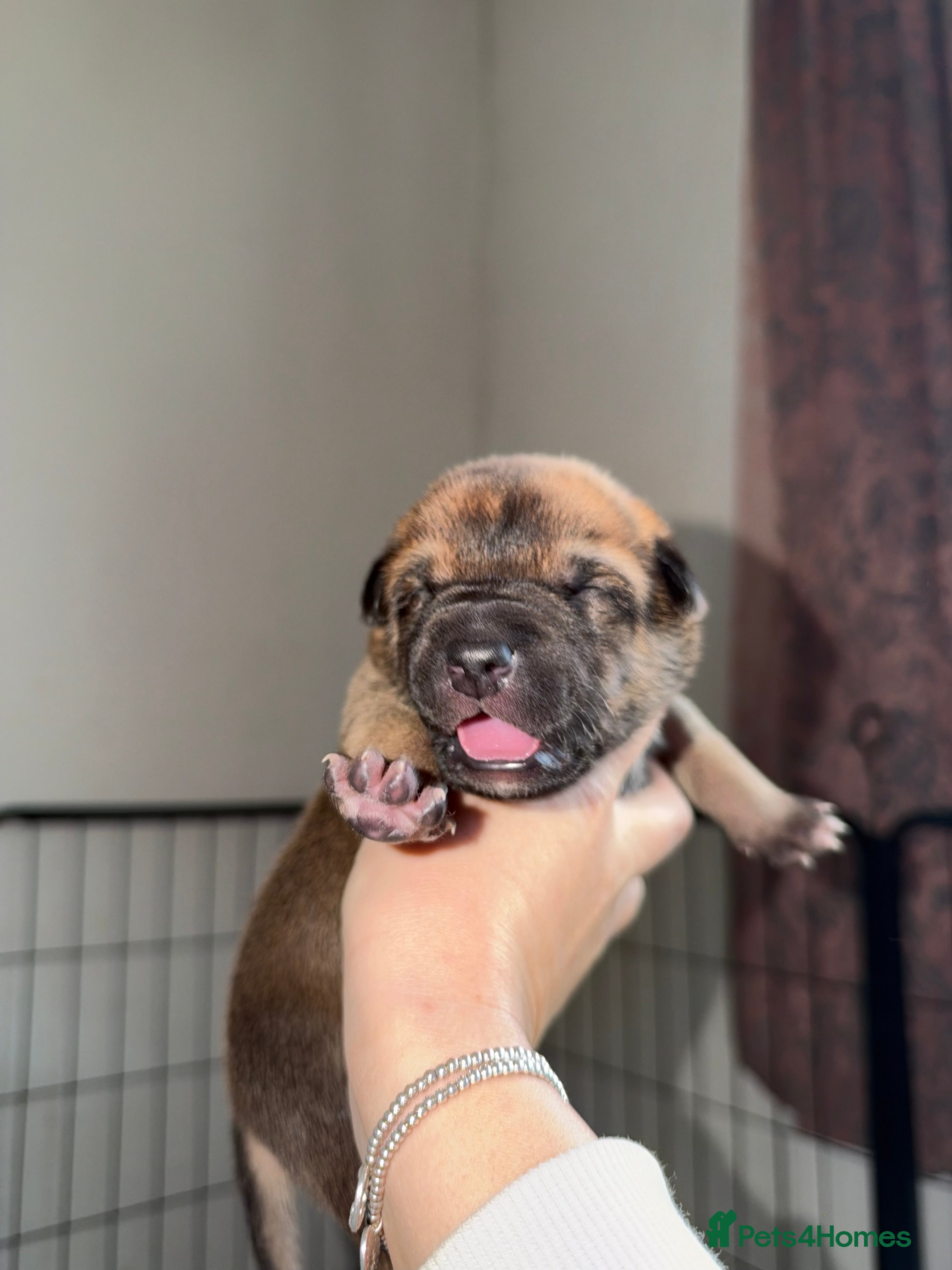 Belgian Shepherd Dog dogs for sale: Health tested dark stable but able Malinois  - Advert 2