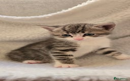 Mixed Breed cats for sale: Adorable Tabby Kittens 🐾 - Image 6