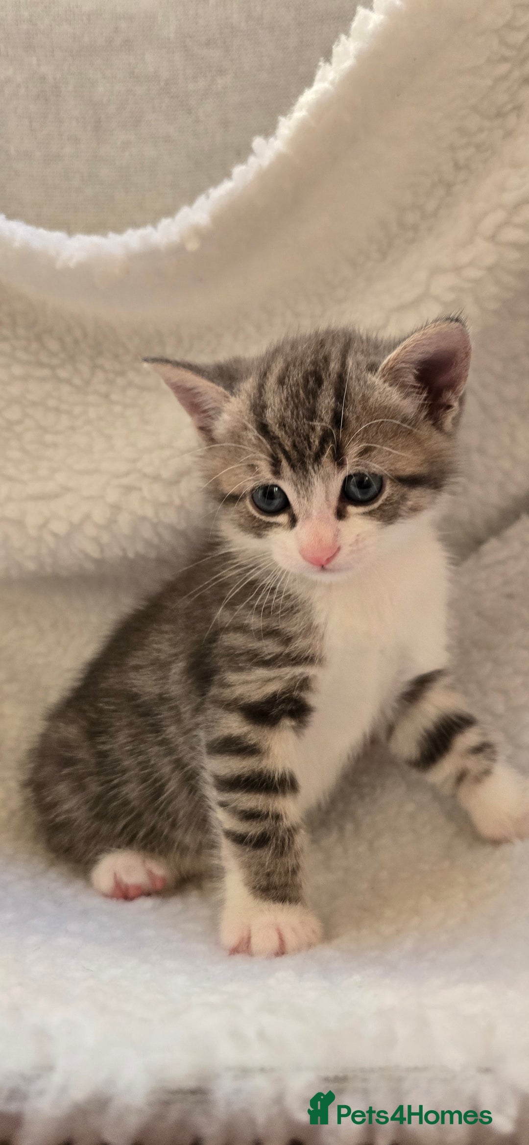 Mixed Breed cats for sale: Adorable Tabby Kittens 🐾 - Image 6