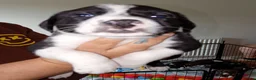Sprollie dogs for sale: Gorgeous Sprollies puppies  Ready to leave  - Advert 20