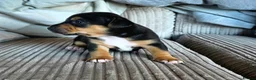 Jack Russell dogs for sale:  Black and tan jack russell pups family pets - Advert 5