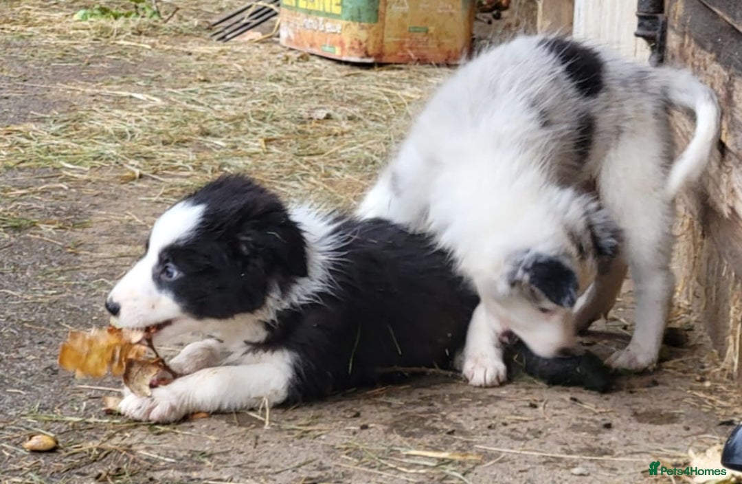 Border Collie dogs for sale: Border Collie Puppies - Image 5