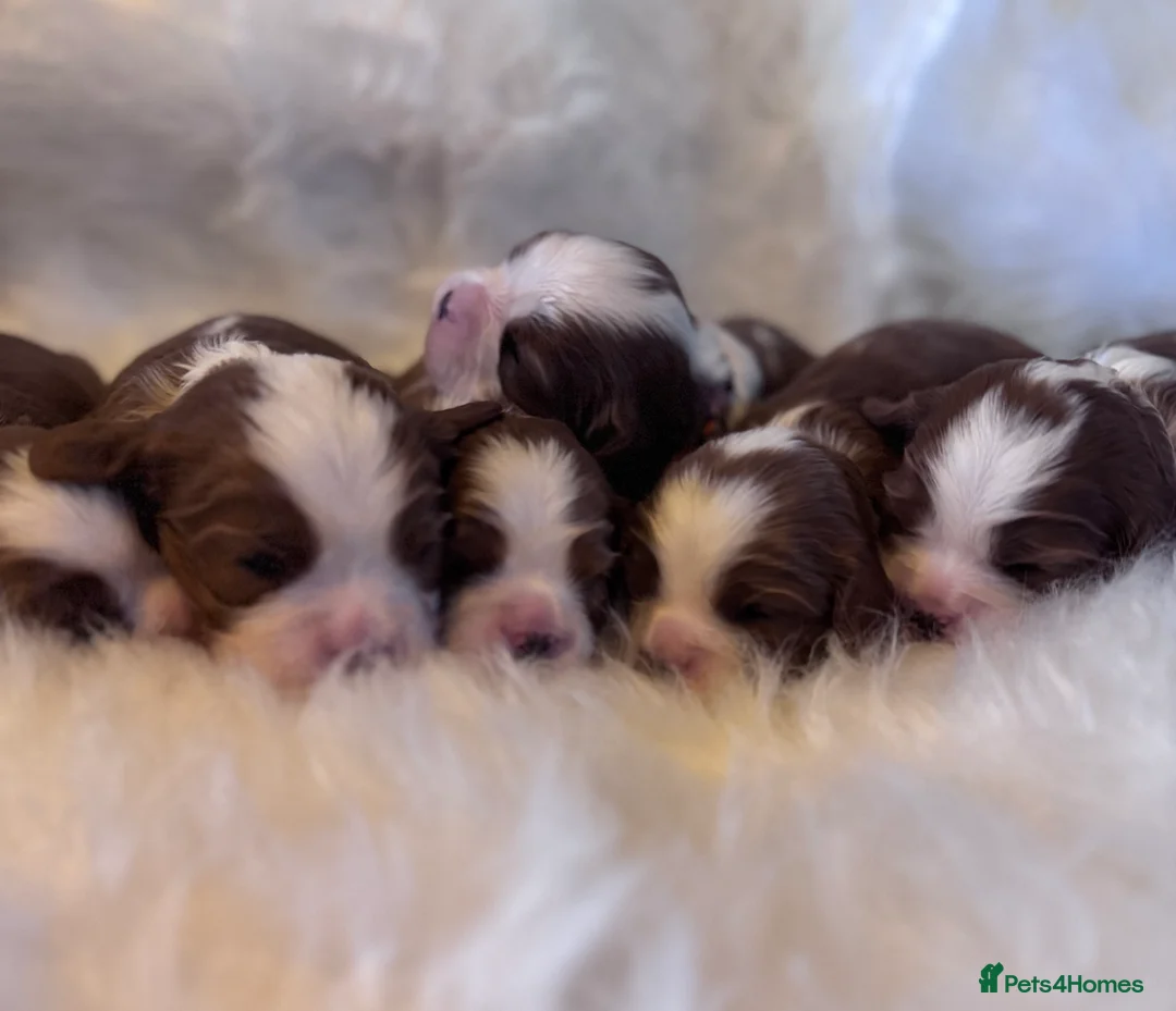 Cavalier King Charles Spaniel dogs for sale: Cavalier King Charles KC reg DNA 5* home breed - Advert 7