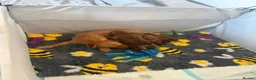 Patterdale Terrier dogs for sale: Patterdale terriers for sale in Leigh - Advert 5