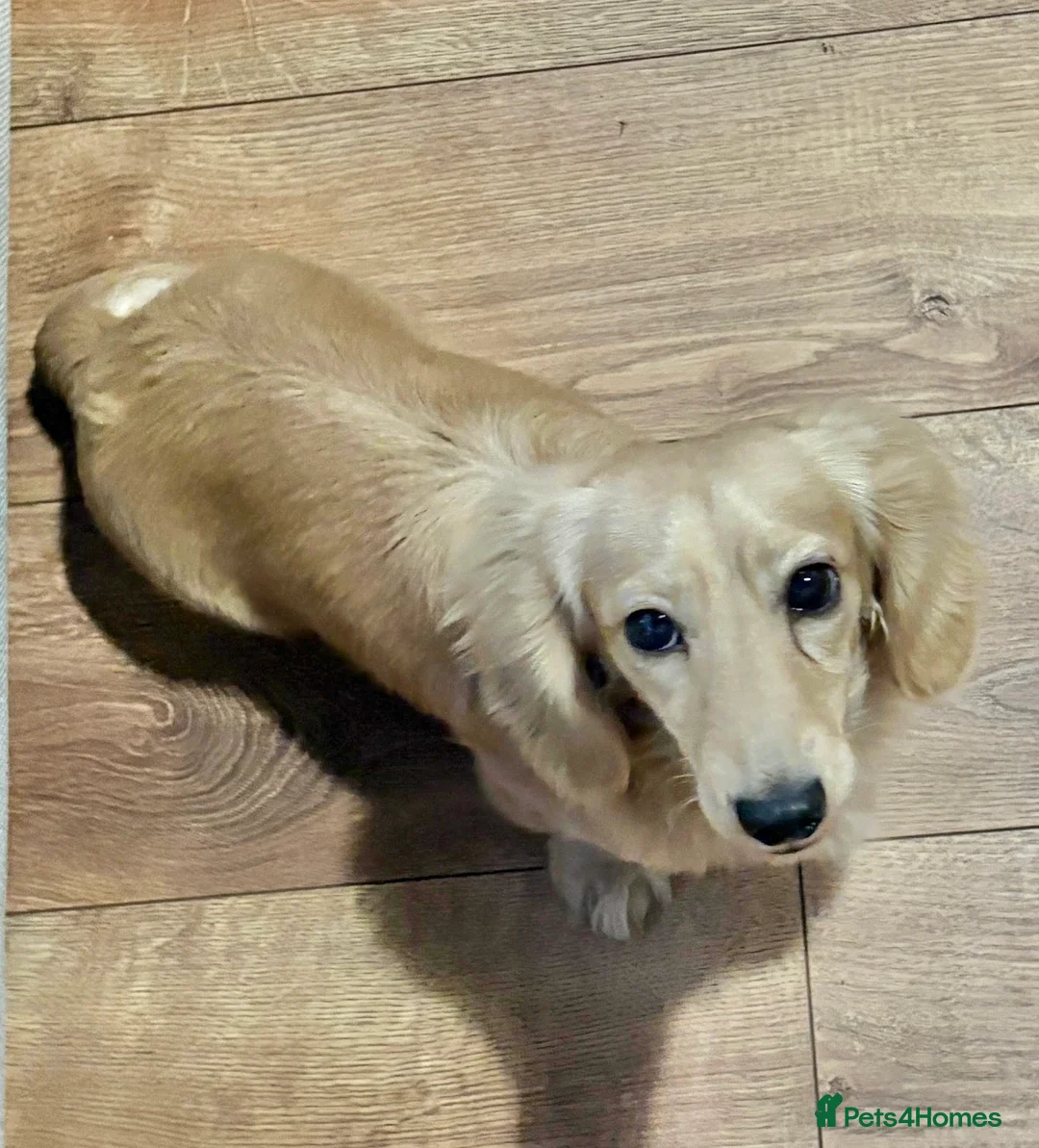 Miniature Dachshund dogs for stud: KC Miniature Dachshund Stud - Advert 6