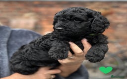 Labradoodle dogs for sale: Labradoodle puppies - Ready for forever homes now - Image 30