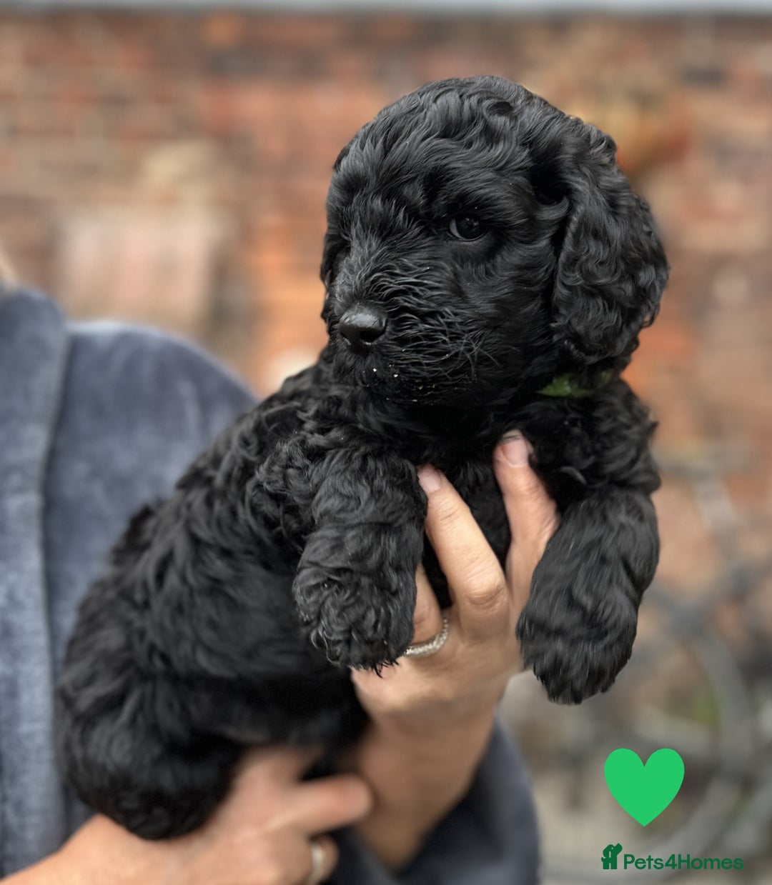 Labradoodle dogs for sale: Labradoodle puppies - Ready for forever homes now - Image 30