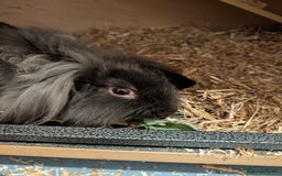 Mini Lion Lop rabbits for sale: Two friendly male lion lops - Image 1