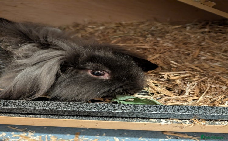 Mini Lion Lop rabbits - Advert 13