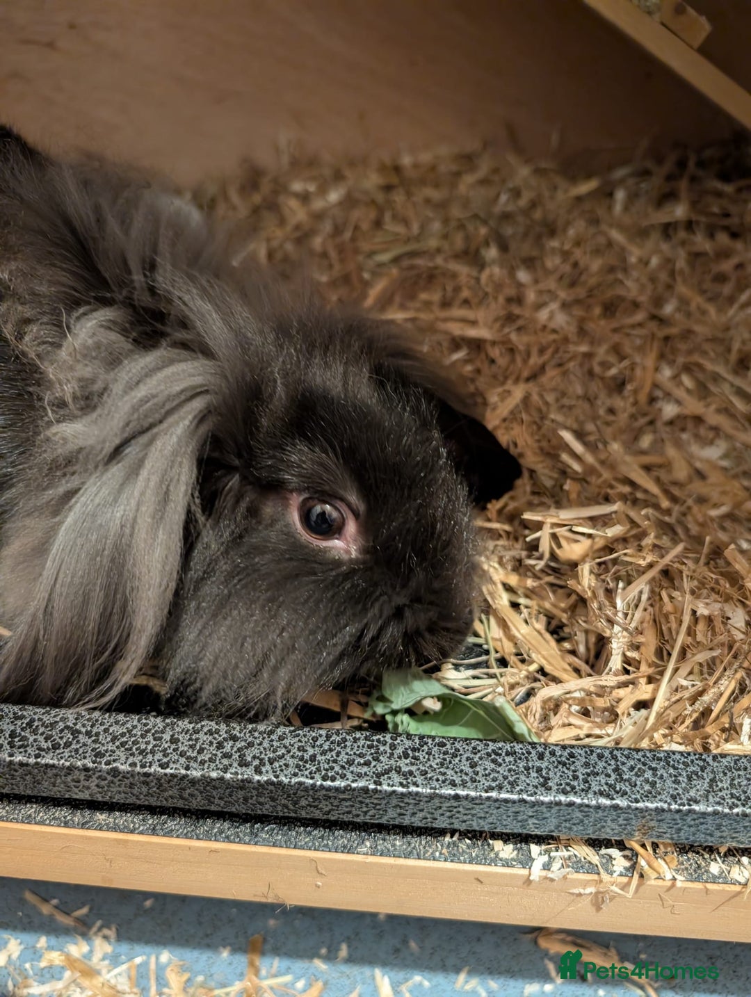 Mini Lion Lop rabbits for sale: Two friendly male lion lops - Image 1