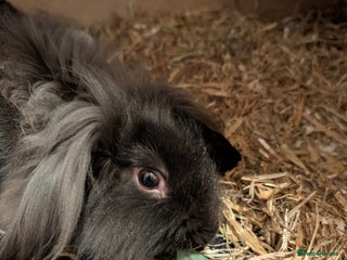 Mini Lion Lop rabbits - Advert 3