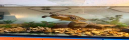 Turtle reptiles for sale: Map Turtle  in Cheltenham - Advert 5