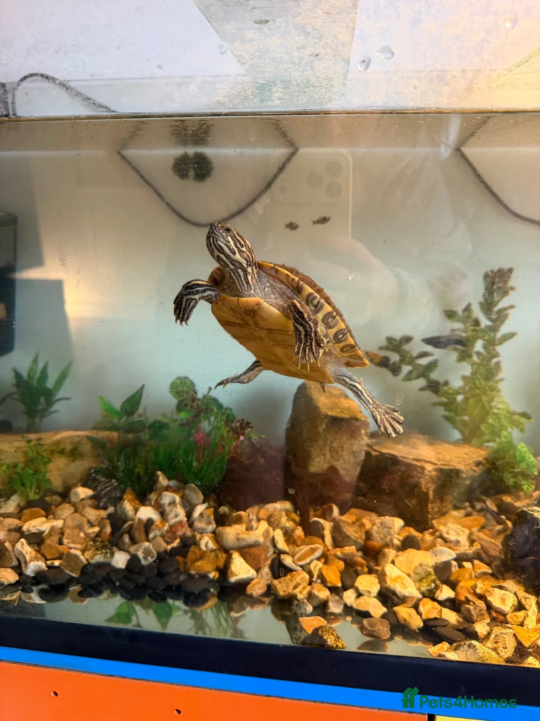 Turtle reptiles for sale: Map Turtle  in Cheltenham - Advert 5