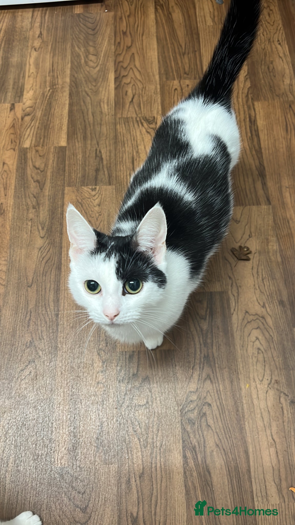 Mixed Breed cats 3  Boys one girl ready for a new home :) - Advert 1