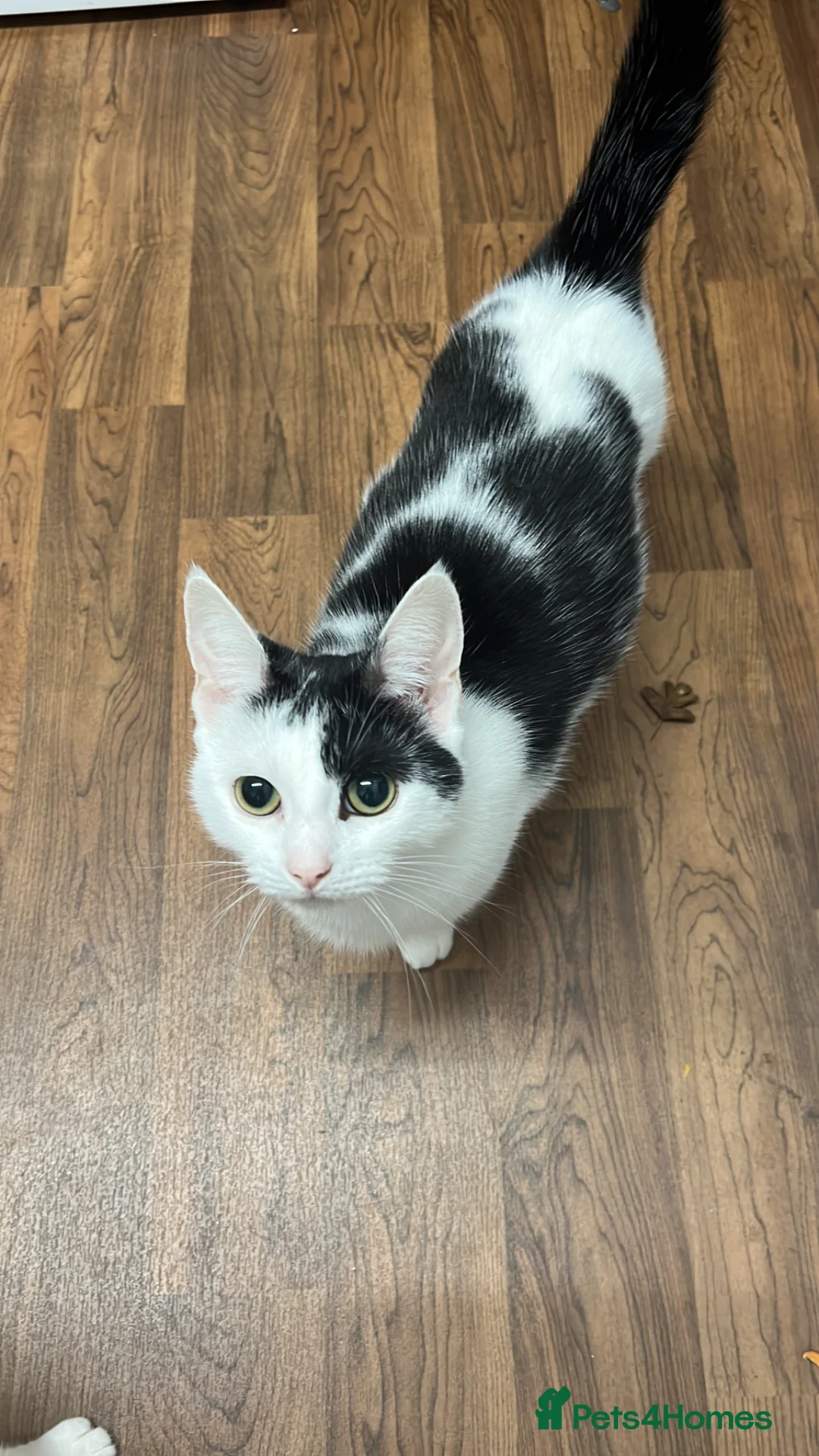 Mixed Breed cats for sale: 3  Boys one girl ready for a new home :) - Advert 1