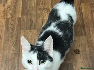 Mixed Breed cats 3 Boys one girl ready for a new home :) - Advert 1