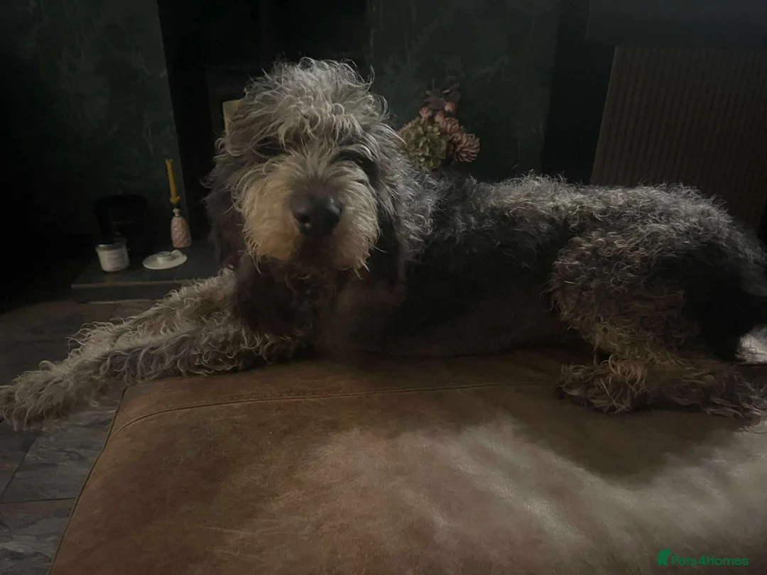 Mixed Breed dogs for adoption: Beautiful Griffon Bleu de Gascogne for adoption - Advert 4