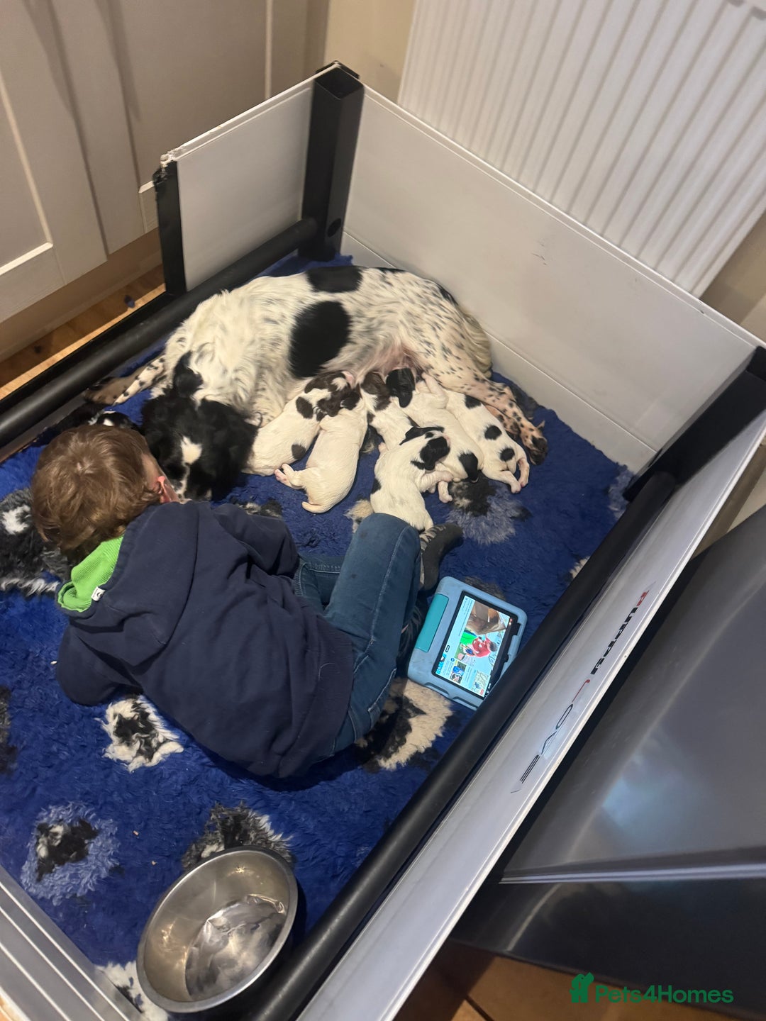 English Springer Spaniel dogs for sale: One last B/W Springer Dog Puppy available.  - Advert 14