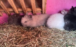 Lionhead rabbits for sale: 2 male left. 6 females  - Image 26