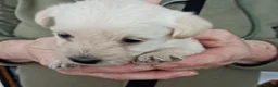Westiepoo dogs for sale: Gorgeous Westiepoos - Advert 4