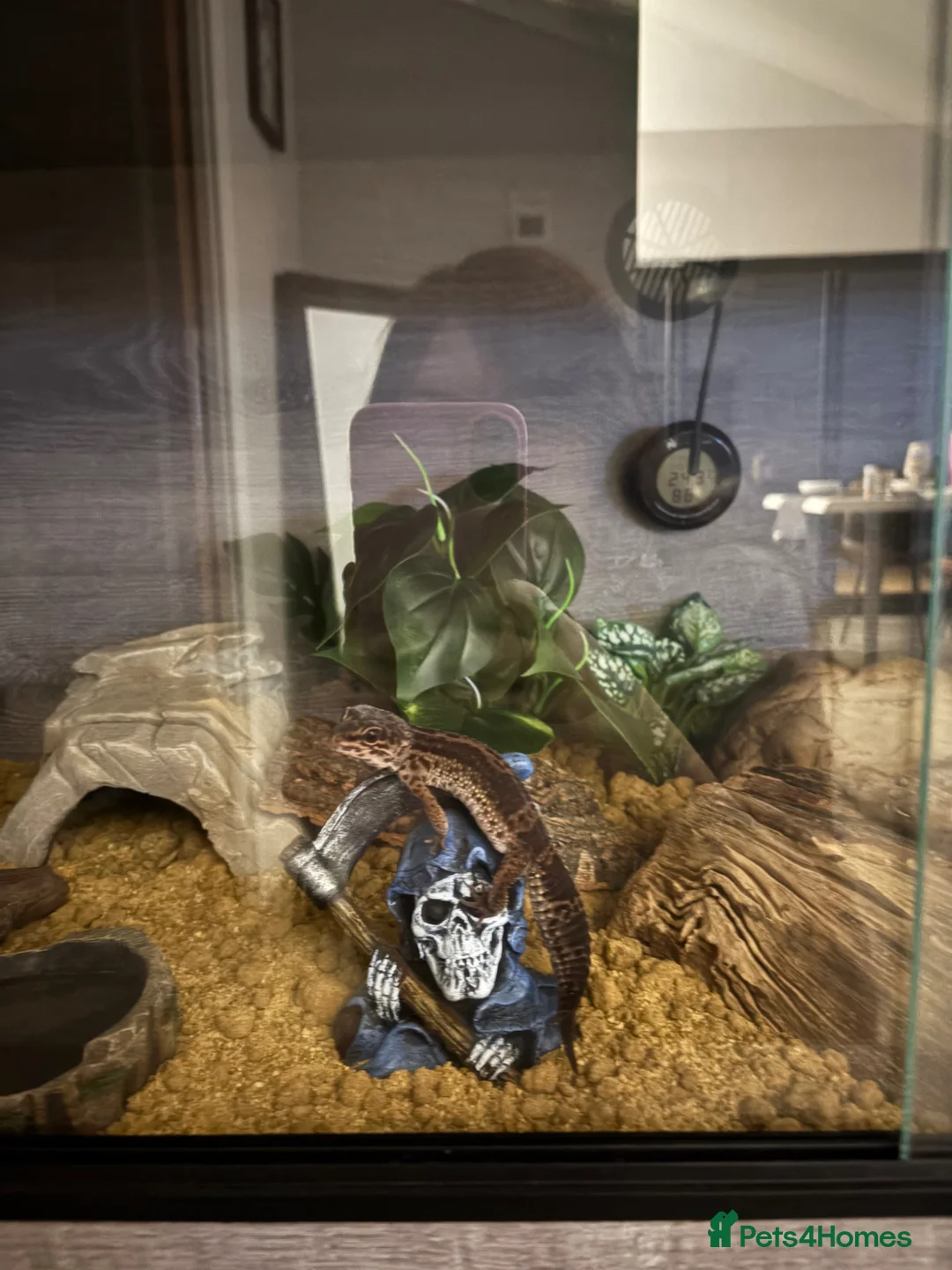 Leopard Gecko reptiles for sale: Leopard Gecko Black Knight Grade B with Full Setup - Advert 2