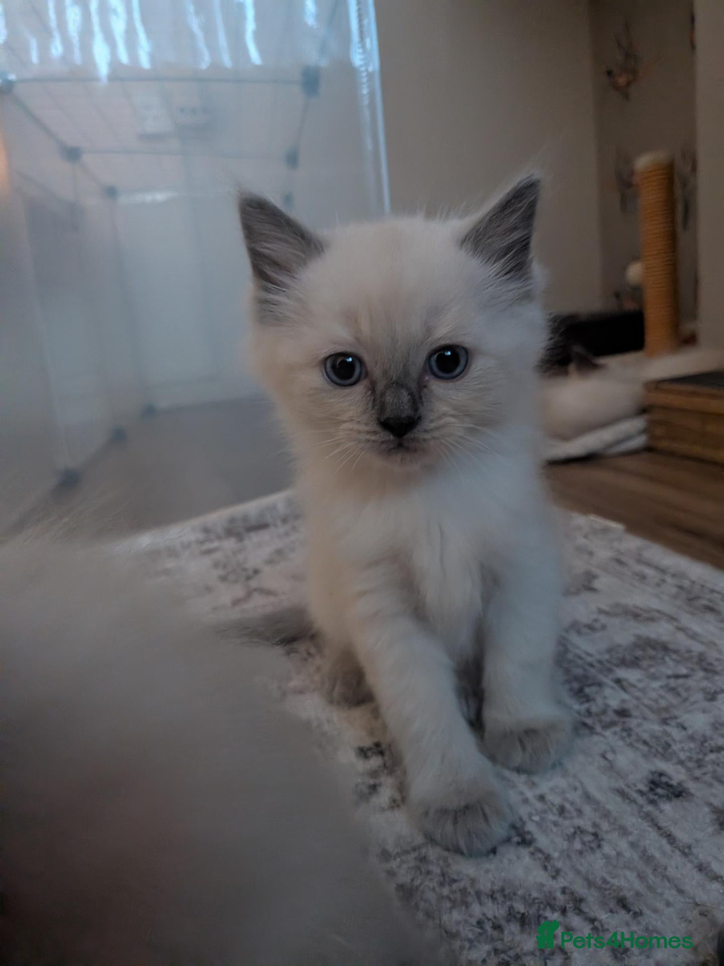 Ragdoll cats ⭐ adorable little pure ragdoll boy left 🩵 - Advert 6